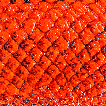 Cuir de poisson - Brillant 10 pouces - Voir les options de couleur