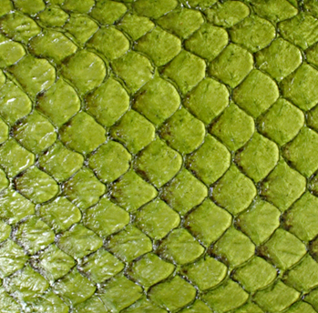 Cuir de poisson - Brillant 10 pouces - Voir les options de couleur
