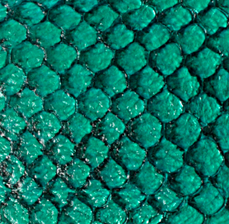 Cuir de poisson - Brillant 10 pouces - Voir les options de couleur