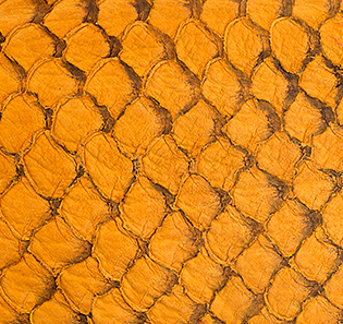 Cuir de poisson - Daim 10 pouces - Voir les options de couleur