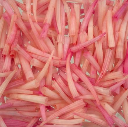 Dentalium Shell, Ridged - 100pcs/apx.30g - 0.5in to 1in - See Color Options