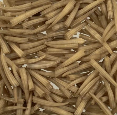 Dentalium Shell, Ridged - 100pcs/apx.30g - 0.5in to 1in - See Color Options