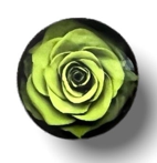 20mm Roses with Background, Glue on, Glass Gem - See Color Options